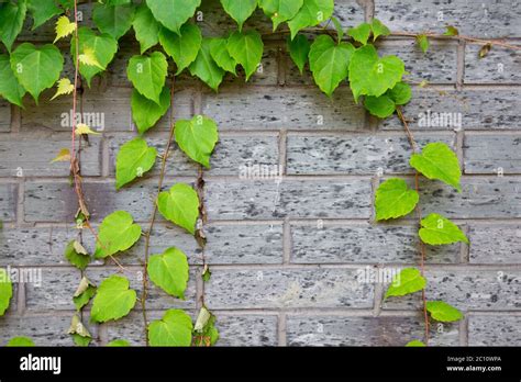 Planta Trepadora En La Pared Fotograf As E Im Genes De Alta Resoluci N