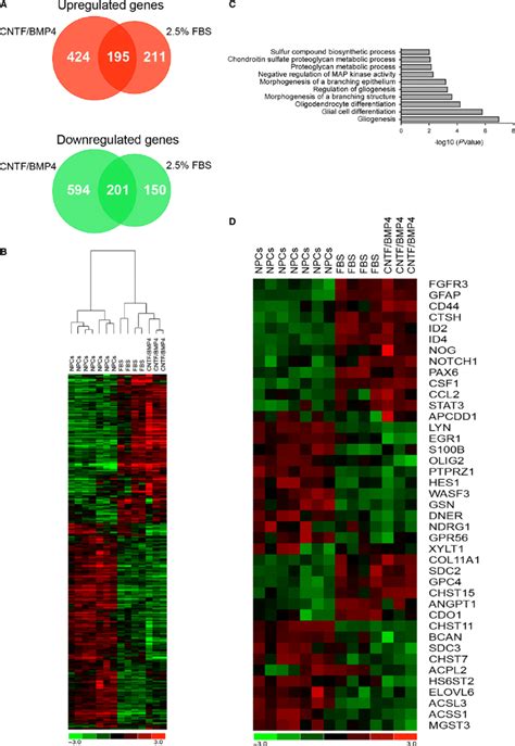 Transcriptomic Analysis Of Differentiated Astrocytes A Venn Diagram Download Scientific