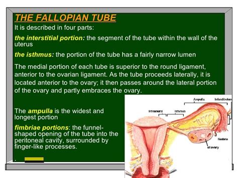 Anatomy2009