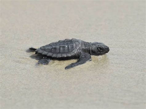 'World's most endangered' sea turtle nests in Louisiana | Popular Science