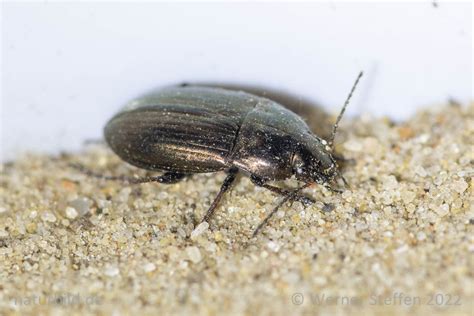 Amara aenea Erzfarbiger Kamelläufer Naturbild Werner Steffen