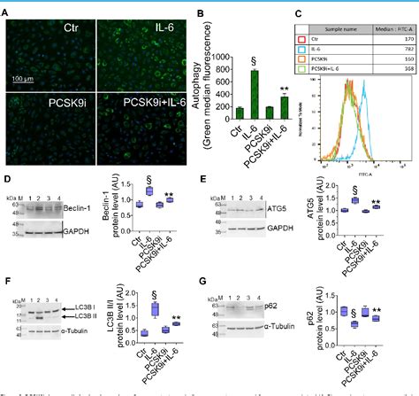 Figure From Sirt Mediates The Effects Of Pcsk Inhibitors On