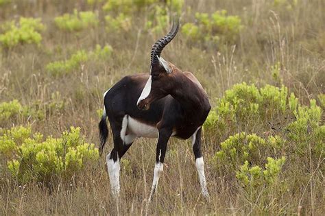 Trophy Hunting The Bontebok In South Africa Ash Adventures