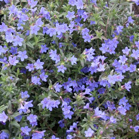 Steinsame Lithodora Diffusa Heavenly Blue Syn Glandora Blau