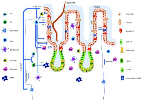 Helminth Induced Interactions Between Epithelial Neural And Immune