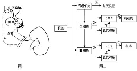 题目 研究人员对草原生态系统进行了相关的生态学调查将主要物种绘制成食物网结构模式图1该生态系统中有 条食物链至少有 个种群请举出既