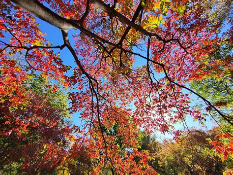 places  enjoy  awesome autumn  beijing cgtn