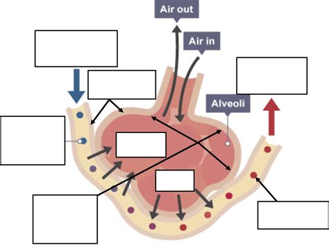 Labelled Diagram Of The Alveolus In The Lungs Stock Vector