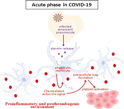 A schematic presentation of acute phase COVID-19 where virus infected ...