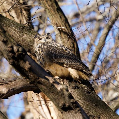 Flaco, the escaped Central Park Zoo owl, died in February. What happened to his remains? - CBS ...