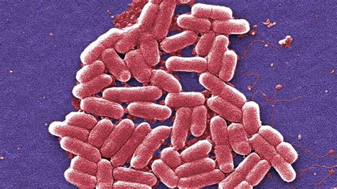 Scientists Create New Synthetic Antibiotic Effective Against Drug