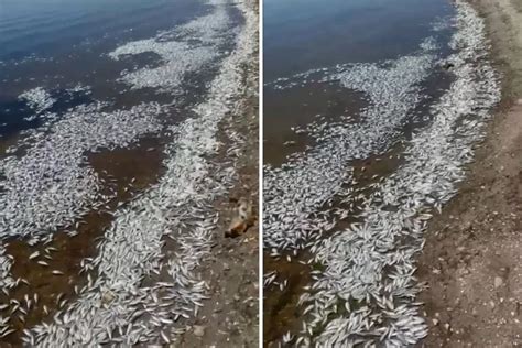 Californie Des Milliers De Poissons Retrouv S Morts Dans Des Lacs La