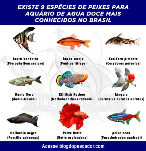 19 tipos de peixes para aquário de agua doce Blog do Pescador