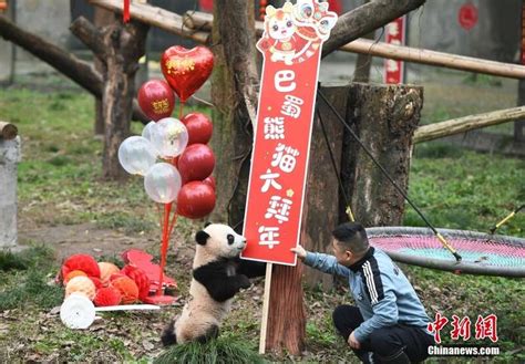 抽签、拜年、吃年味大餐！重庆大熊猫花式迎新春