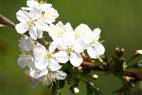 Poze Ramură Inflori Plantă Alb Fruct Boabă Floare Alimente