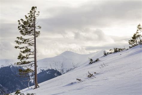 Beautiful Amazing Wide View Winter Landscape Tall Pine Tree Alone On