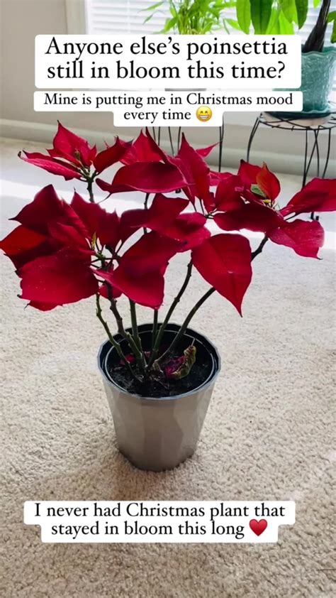 How To Keep A Poinsettia Alive For Years And Turn It Red Again