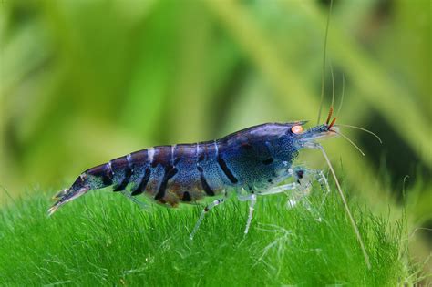 Caridina Mariae Blue Tiger Gamba Enana De Agua Dulce Crust Ceo