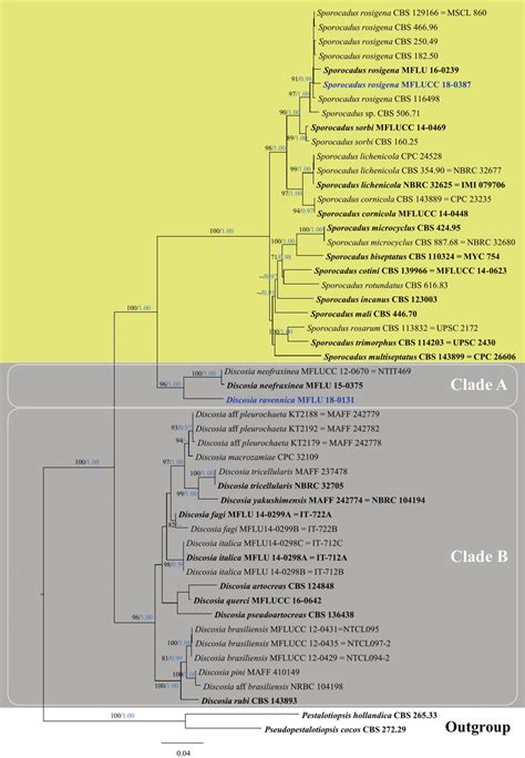 Phylogram Generated From Maximum Likelihood Raxml Based On Analysis