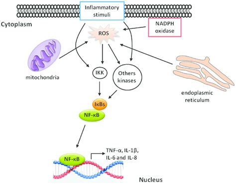 The Nf Kb Signaling Pathway Creative Diagnostics