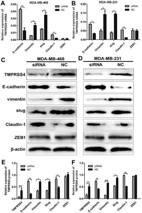 Knockdown Of Transmembrane Protease Serine 4 TMPRSS4 Regulated The