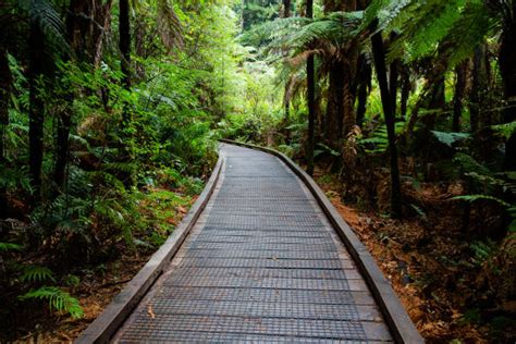 Redwood Forest Rotorua Stock Photos, Pictures & Royalty-Free Images - iStock