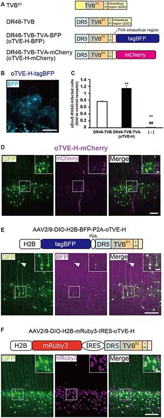 Frontiers Multiplex Neural Circuit Tracing With G Deleted Rabies