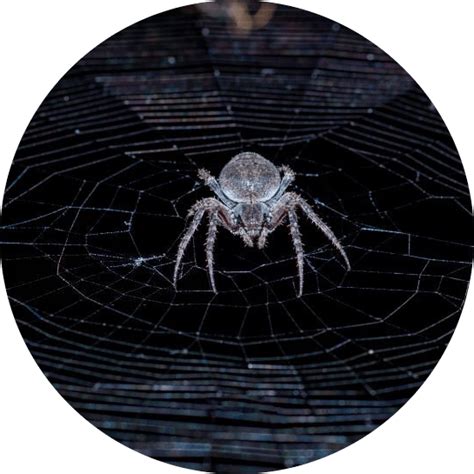 Spider Control Melbourne Spider Removal Melbourne