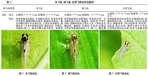 水稻 褐飞虱简介 精选文章 德德沐农业文库共享网