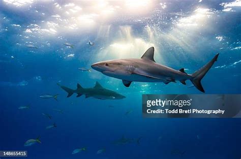 69,443 Shark Stock Photos, High-Res Pictures, and Images - Getty Images