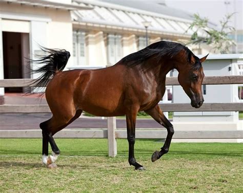 Ghalia Al Shaqab Marwan Al Shaqab X Aliaa Al Shaqab Via Al Shaqab