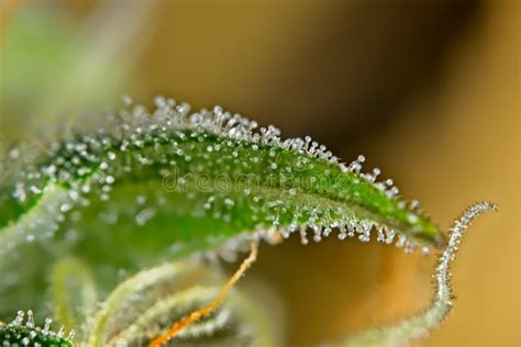 Cannabis leaf trichomes. stock photo. Image of drug - 110478220