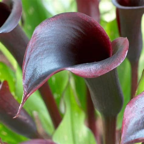 Black Calla Lilies