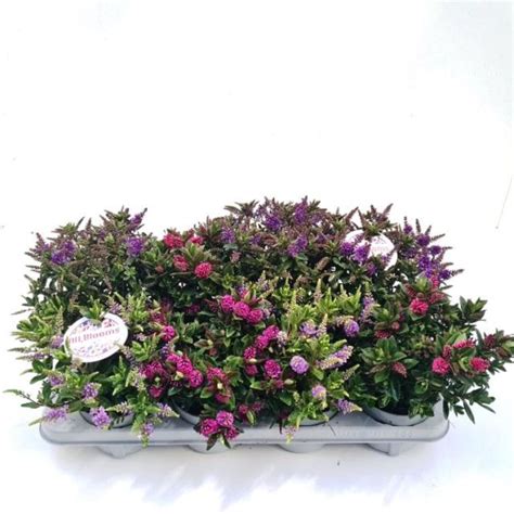 Hebe All Blooms Mix Plant Wholesale Floraccess