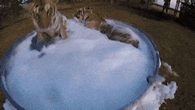 Bath Primogif