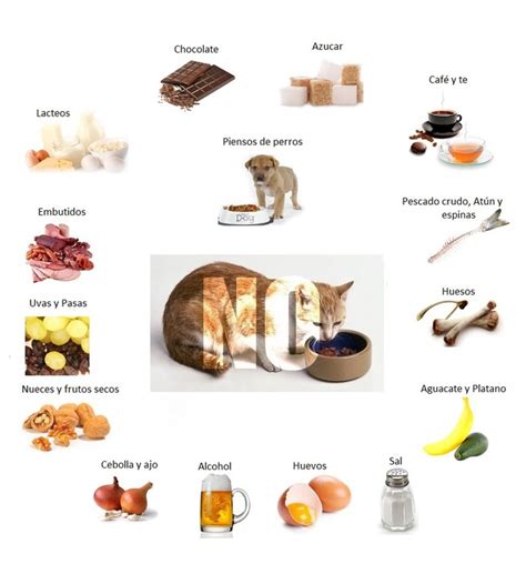 Alimentos prohibidos gatos Clínica Veteriaria Éboli