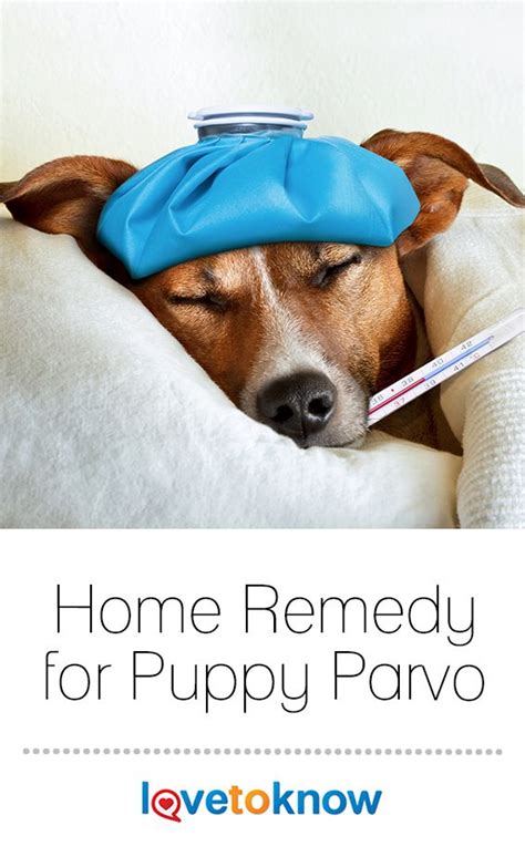 Parvo Treatment At Home For Dogs