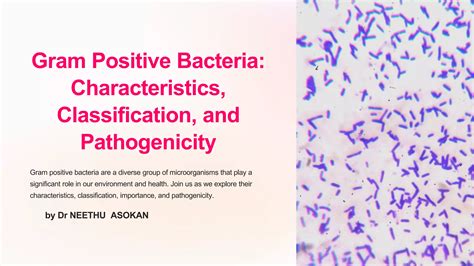 Gram Positive Bacteria Characteristics Classification And Pathogenicity