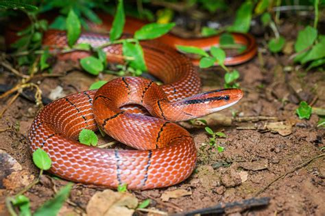 Red Bamboo Rat Snake Oreocryptophis Porphyraceus