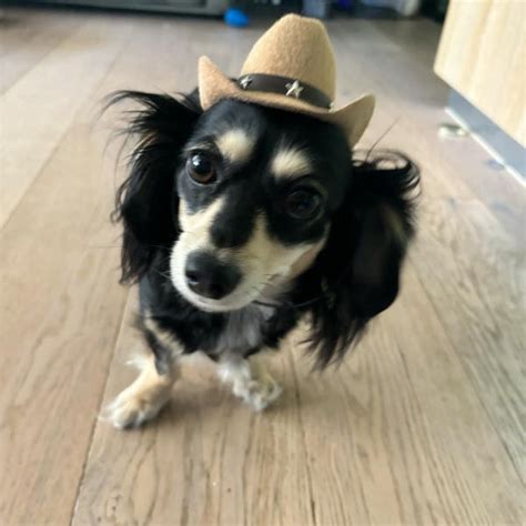 Cat Dog Stetson Cowboy Hat Mesh With Tassels Cool Comfy And Cute Etsy