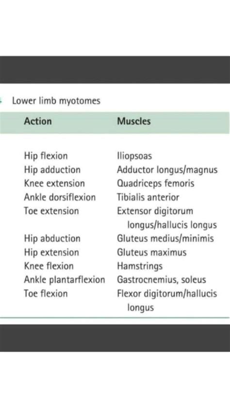 Lower Limb Myotomes|The action and muscles involved | Nursing students ...