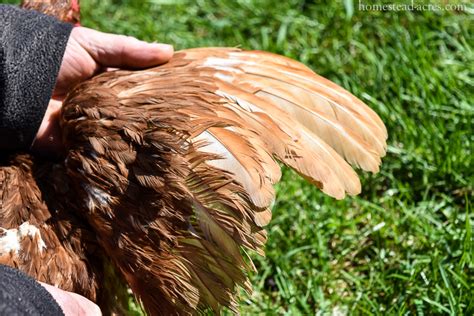 How To Clip Chickens Wings Easy Feather Clipping Homestead Acres