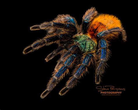 Chromatopelma Cyaneopubescens GBB Green Bottle Blue Tarantula 75