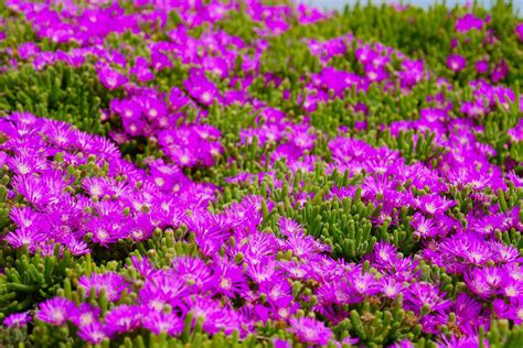 The Most Beautiful Ground Cover Plants Plantura