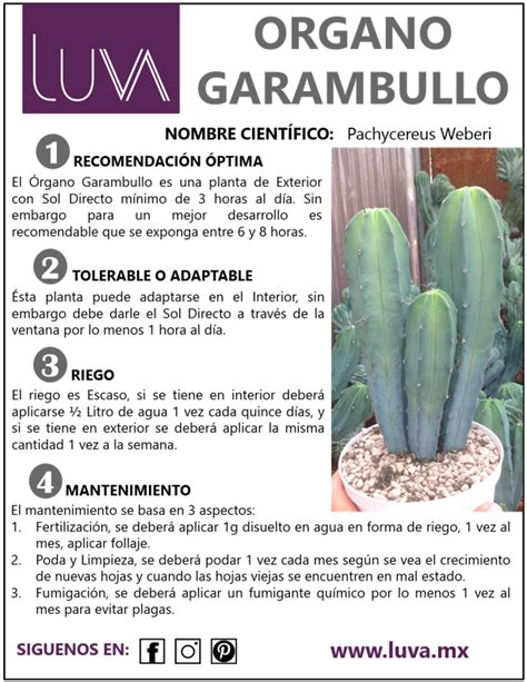 ORGANO GARAMBULLO LUVA Paisajismo