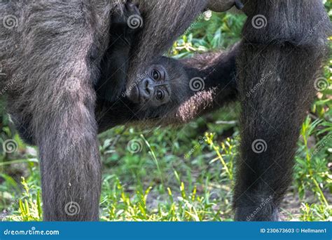 Western Lowland Gorilla Baby Stock Image - Image of powerful, attitude: 230673603