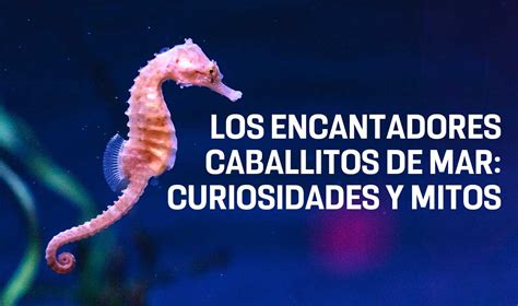 Cinco Curiosidades Fascinantes Sobre Los Caballitos De Mar UNAM Global