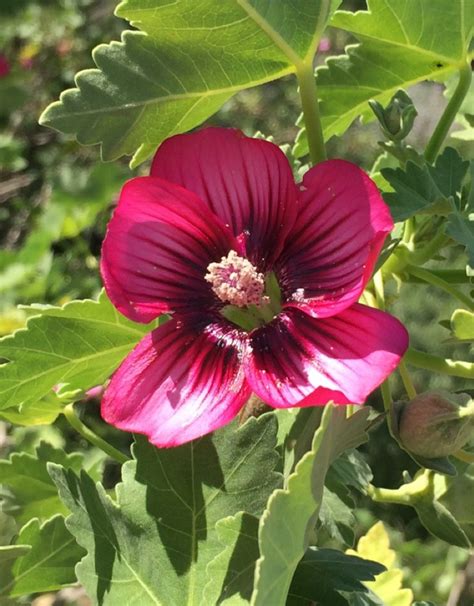 🌱 How to Propagate Island mallow