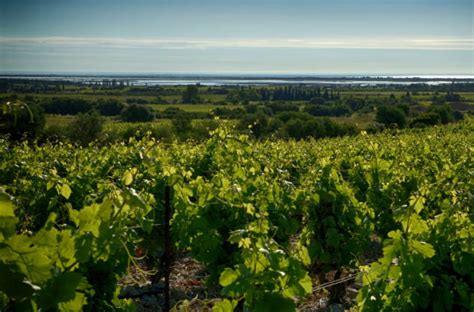 LES VIGNERONS DE LA PALME Côte du Midi