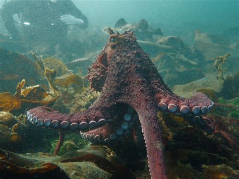 Watch: B.C. diver shakes a leg with giant Pacific octopus | Vancouver Sun